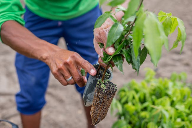 A person holding a plant in their hands