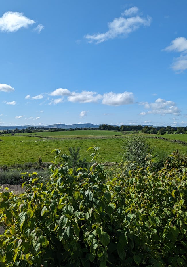 A lush green field under a blue sky