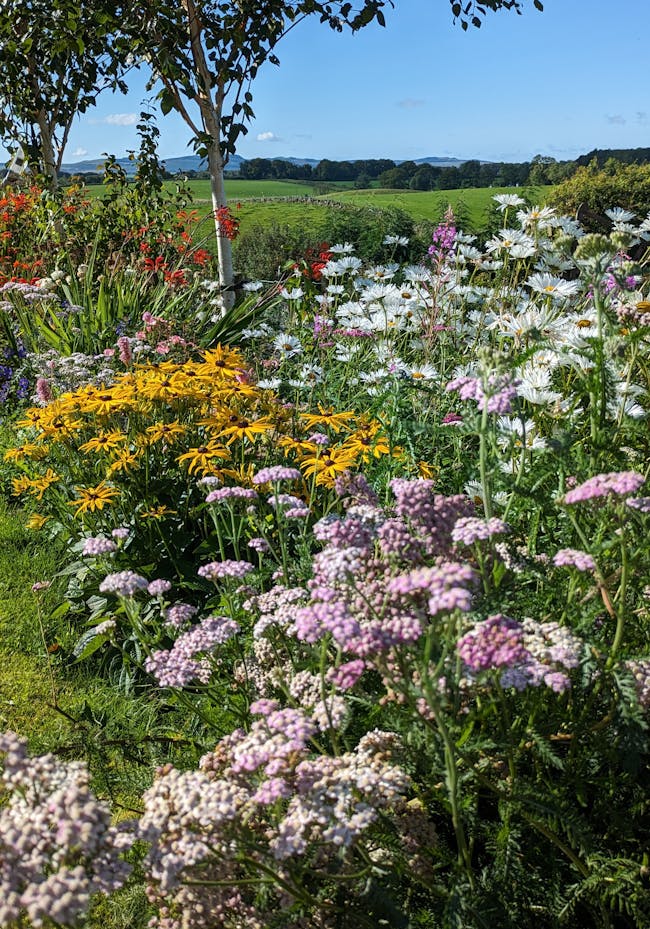 A field full of colorful flowers and trees