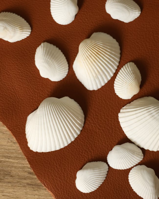 A group of seashells on a brown surface
