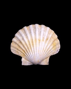 A sea shell on a black background